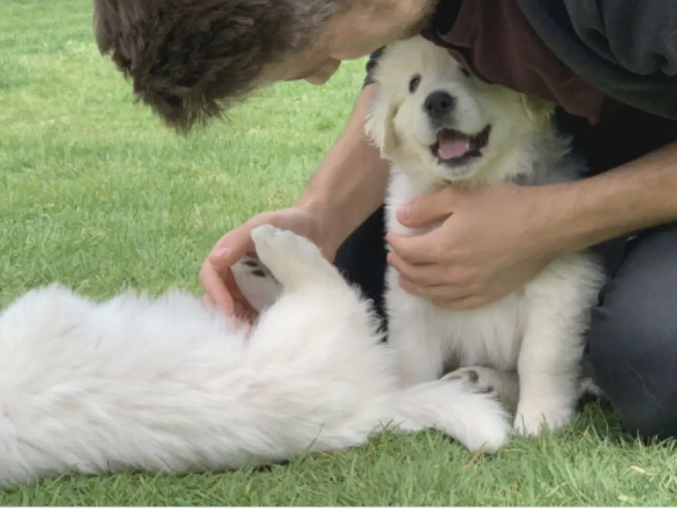 Výchova psa: jak začít a čemu se vyhnout?