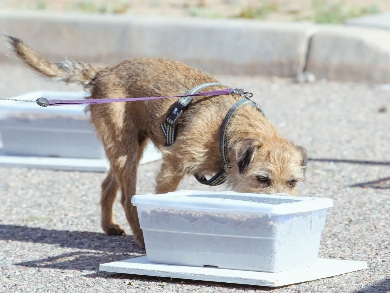 Psí čich a jeho rozmanité využití