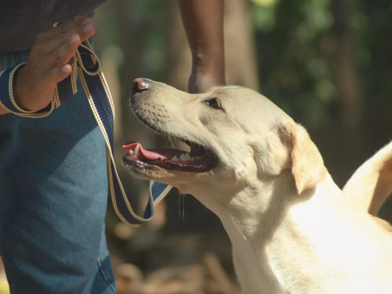 3 nejdůležitější metody pro trénink psů a zvířat