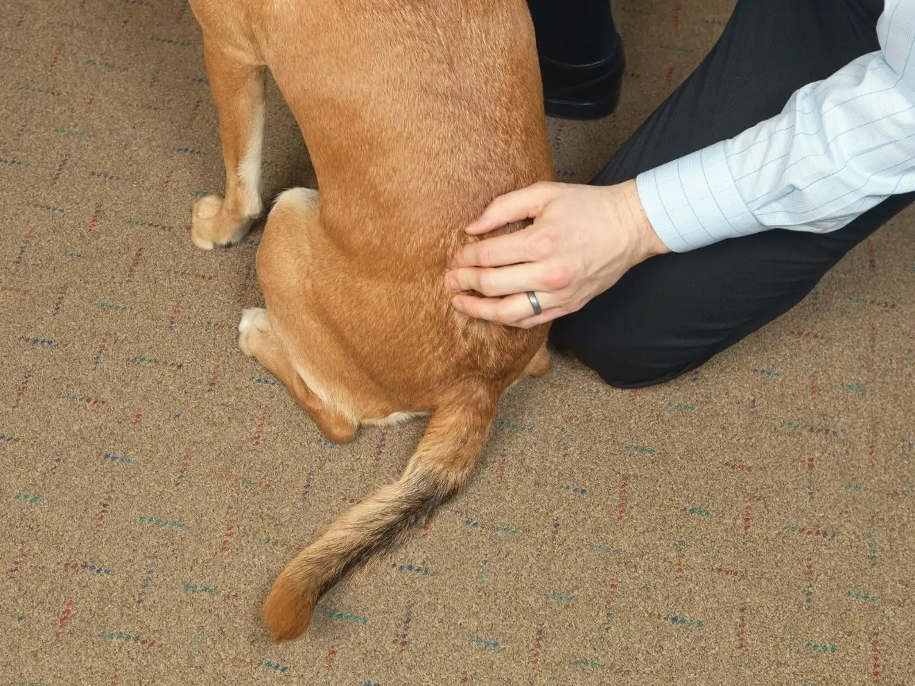 Když psa bolí páteř