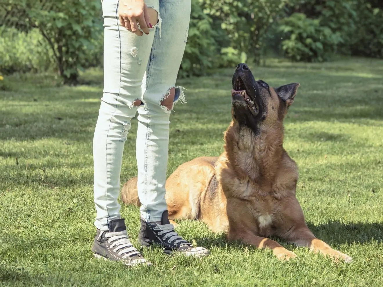 Zamilujte si Obedience!