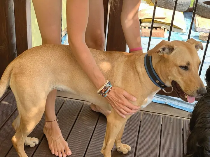 Hlazení jako cvičení