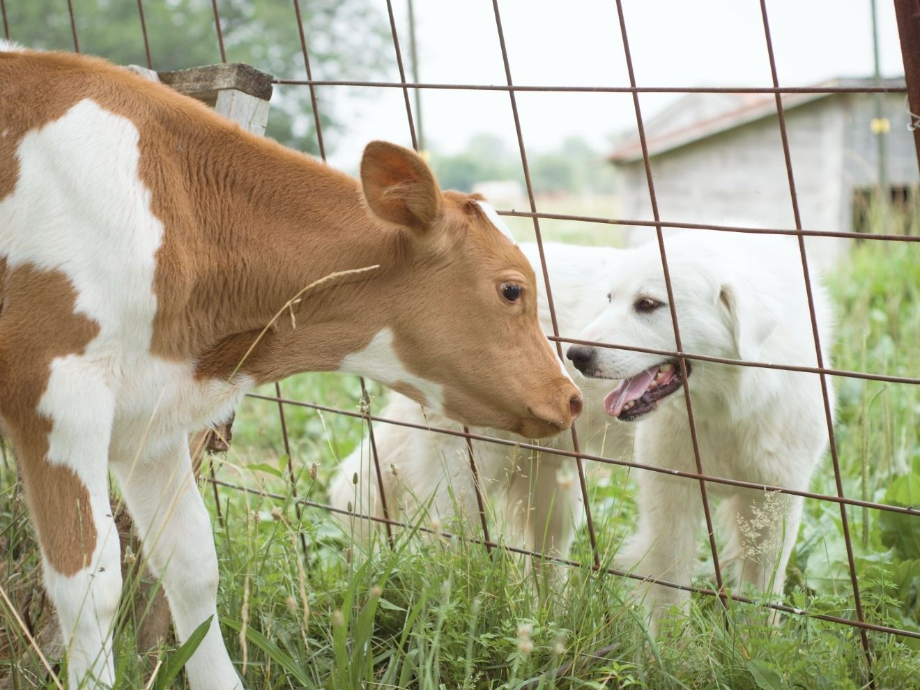 Bariéry jako klíč k úspěchu