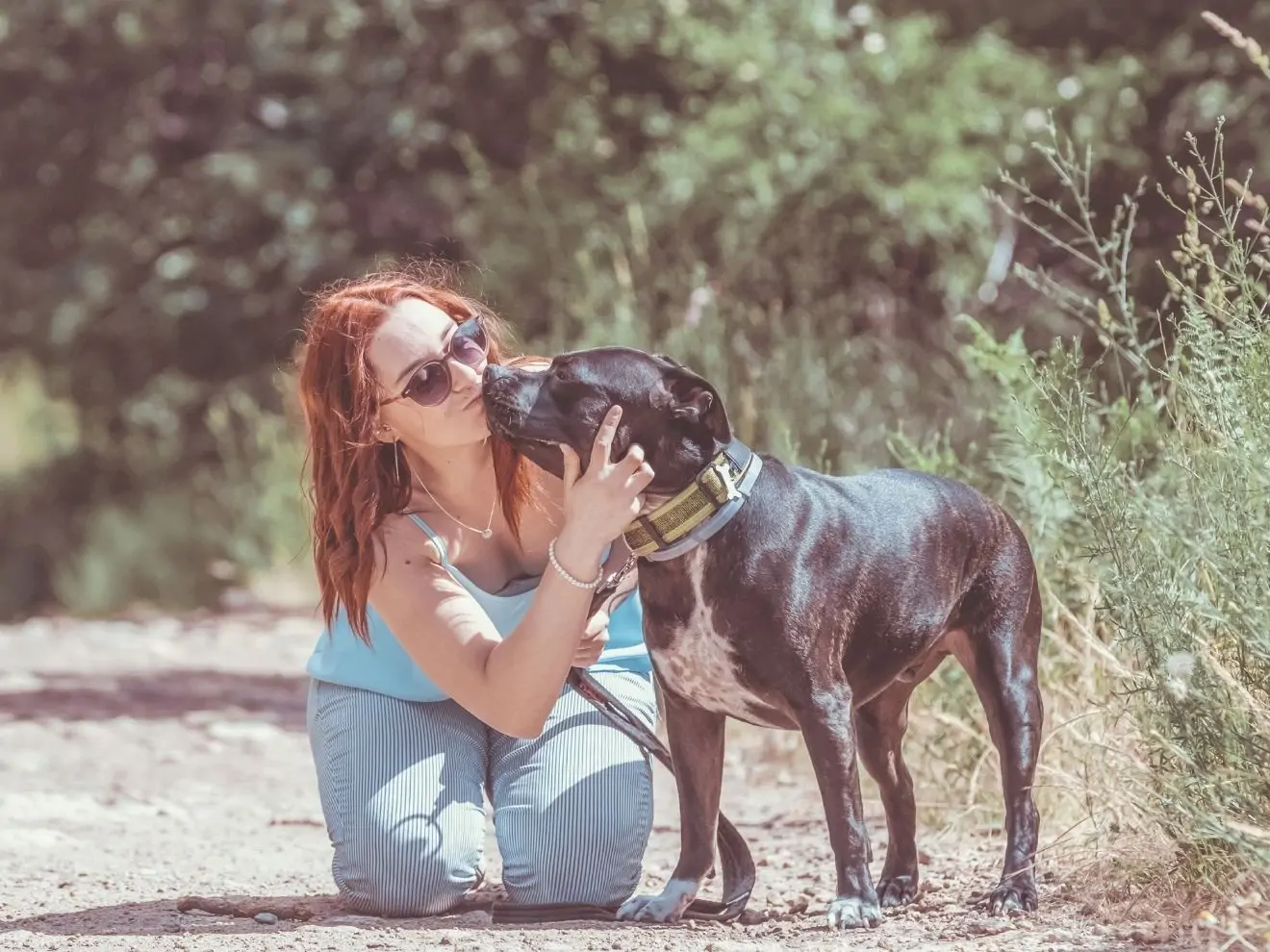 Bull teriéři a vztah k lidem