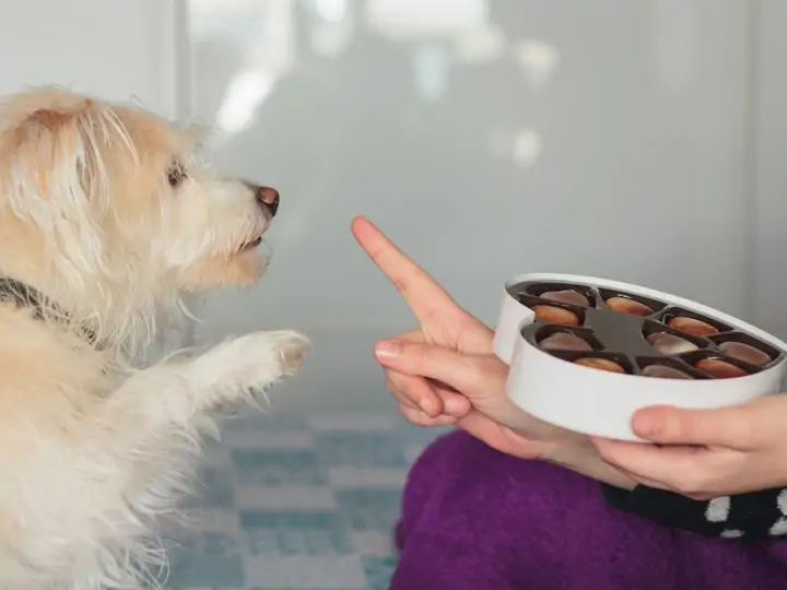 Pes a čokoláda