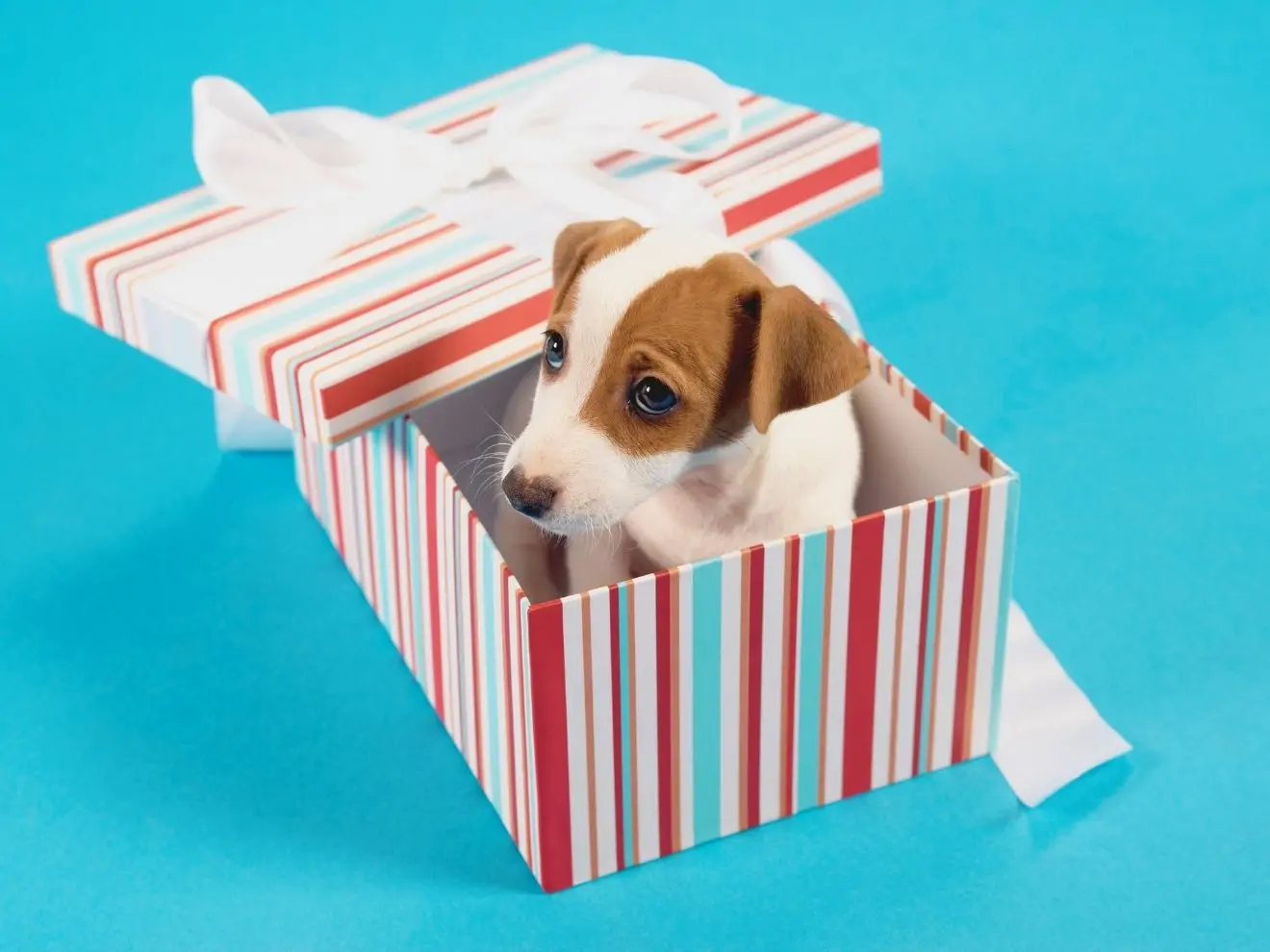 Pes jako dárek od Ježíška