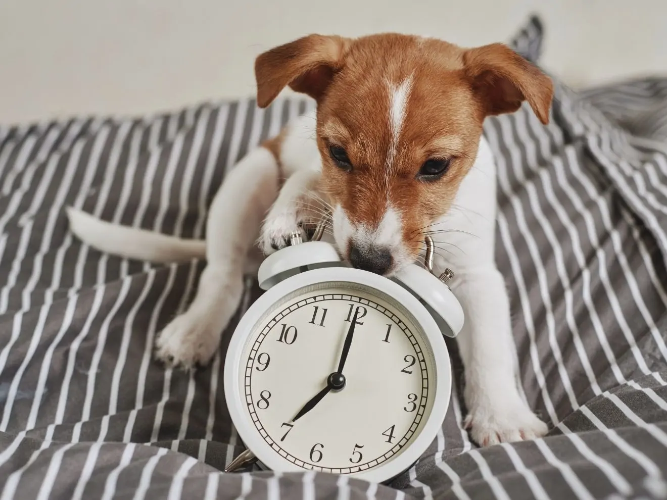 Každodenní rituály a proč jsou důležité?