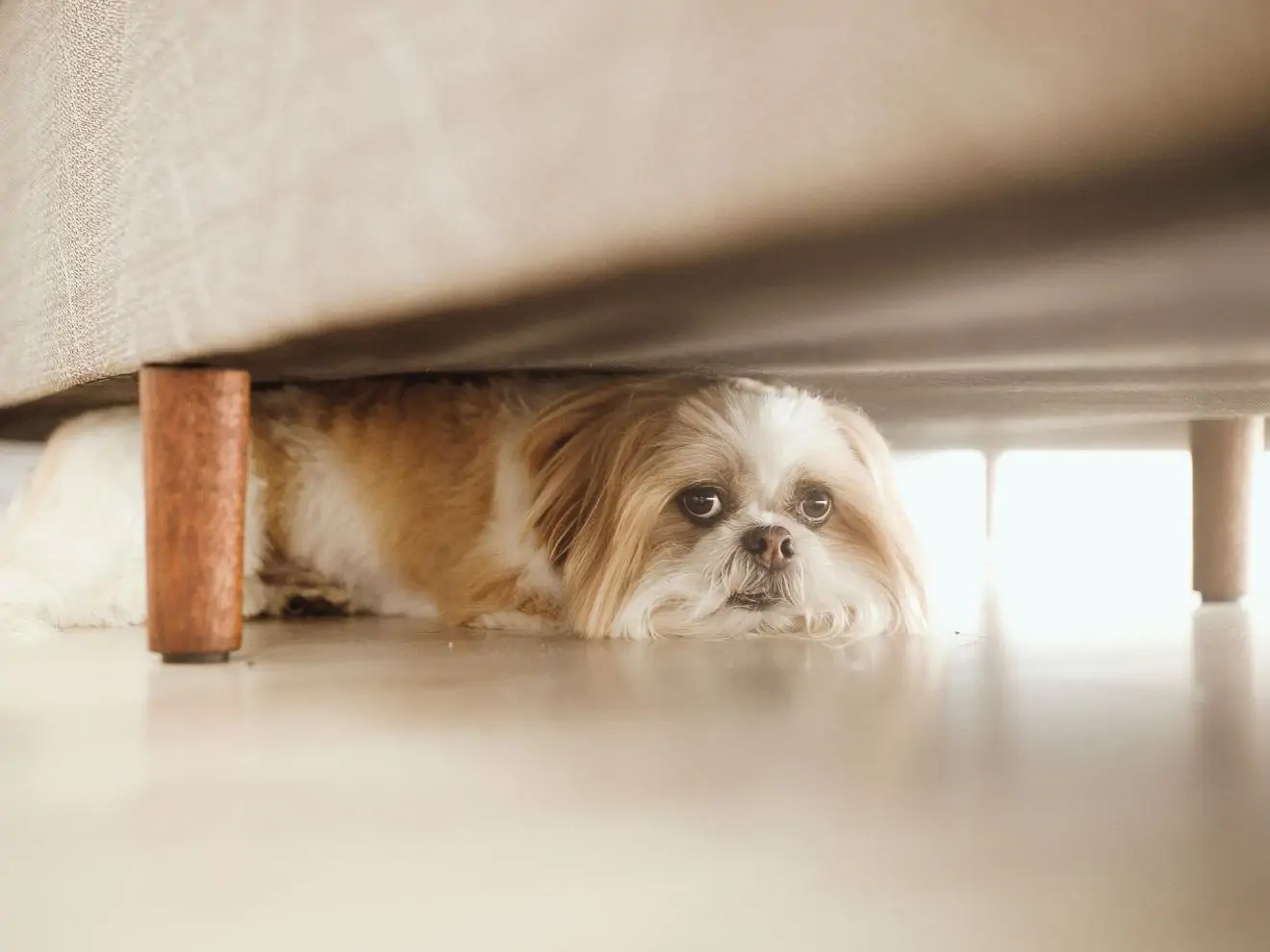 Zbavte psa strachu pomocí dlouhé odměny