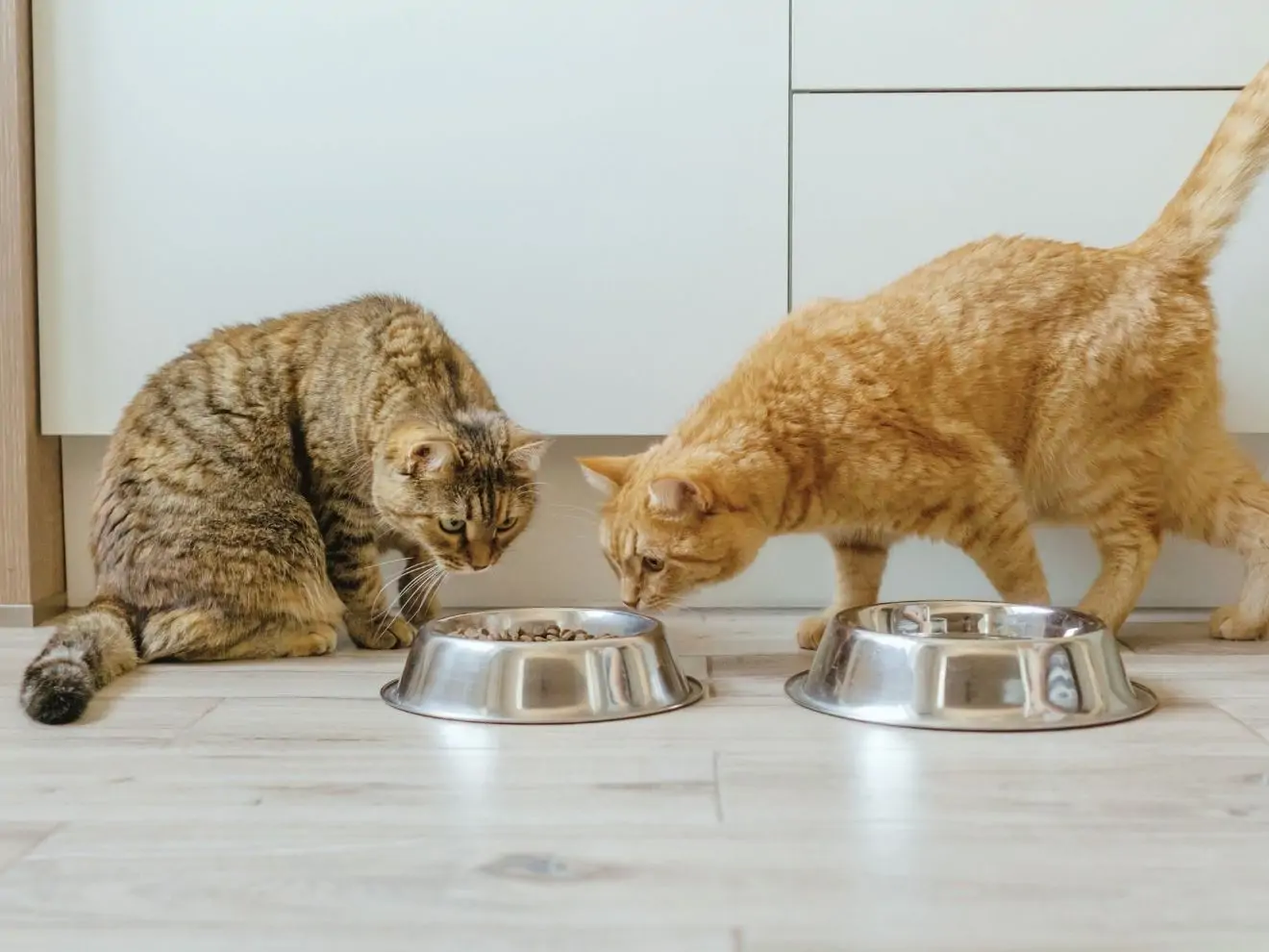 Konflikt v multikočičích domácnostech