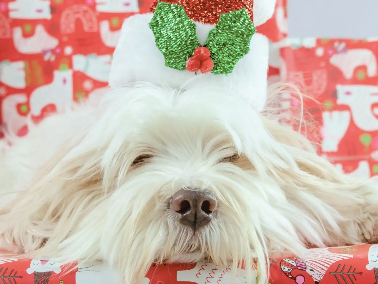 Vánoční zázrak psího čichu: Jak váš pes vnímá svátky nosem