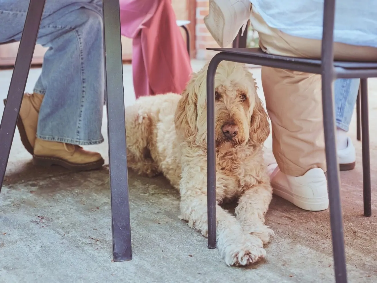 I pes má právo na osobní prostor