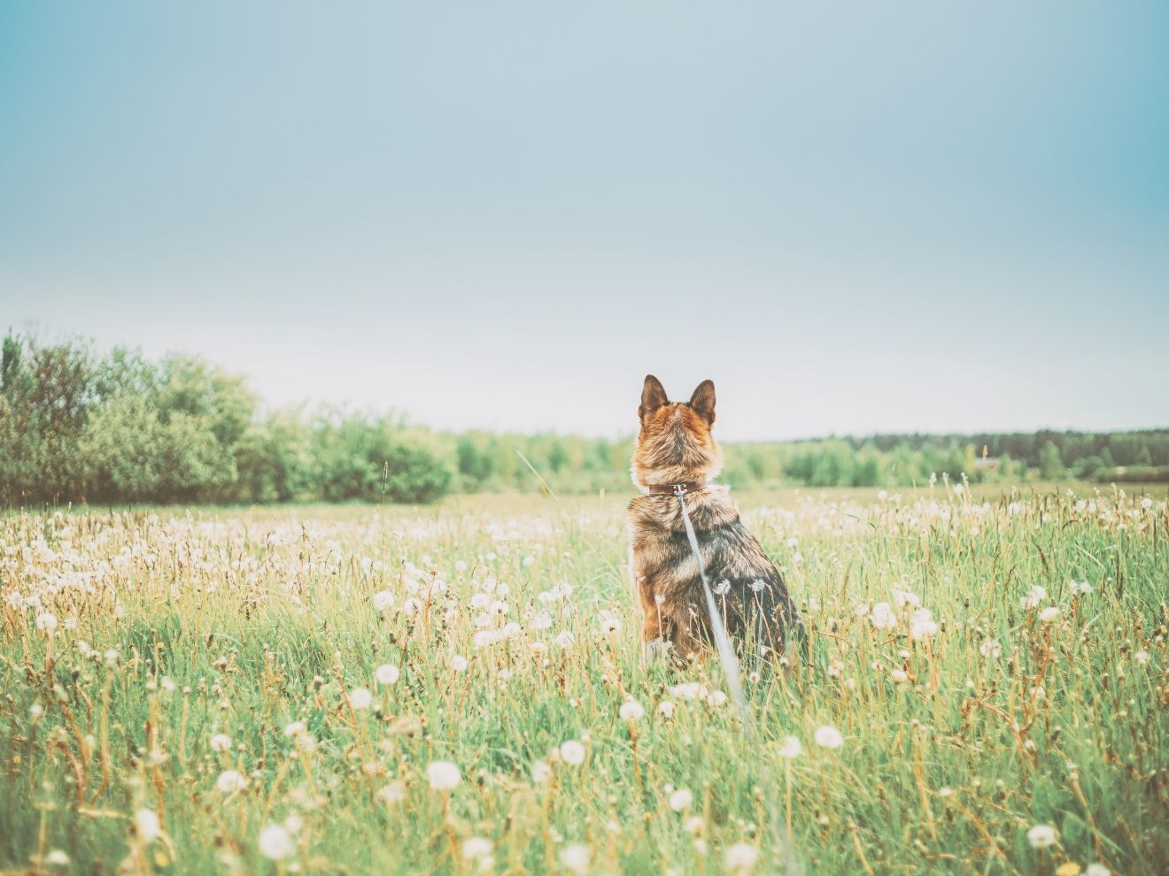 Desenzitizace a odměny z prostředí