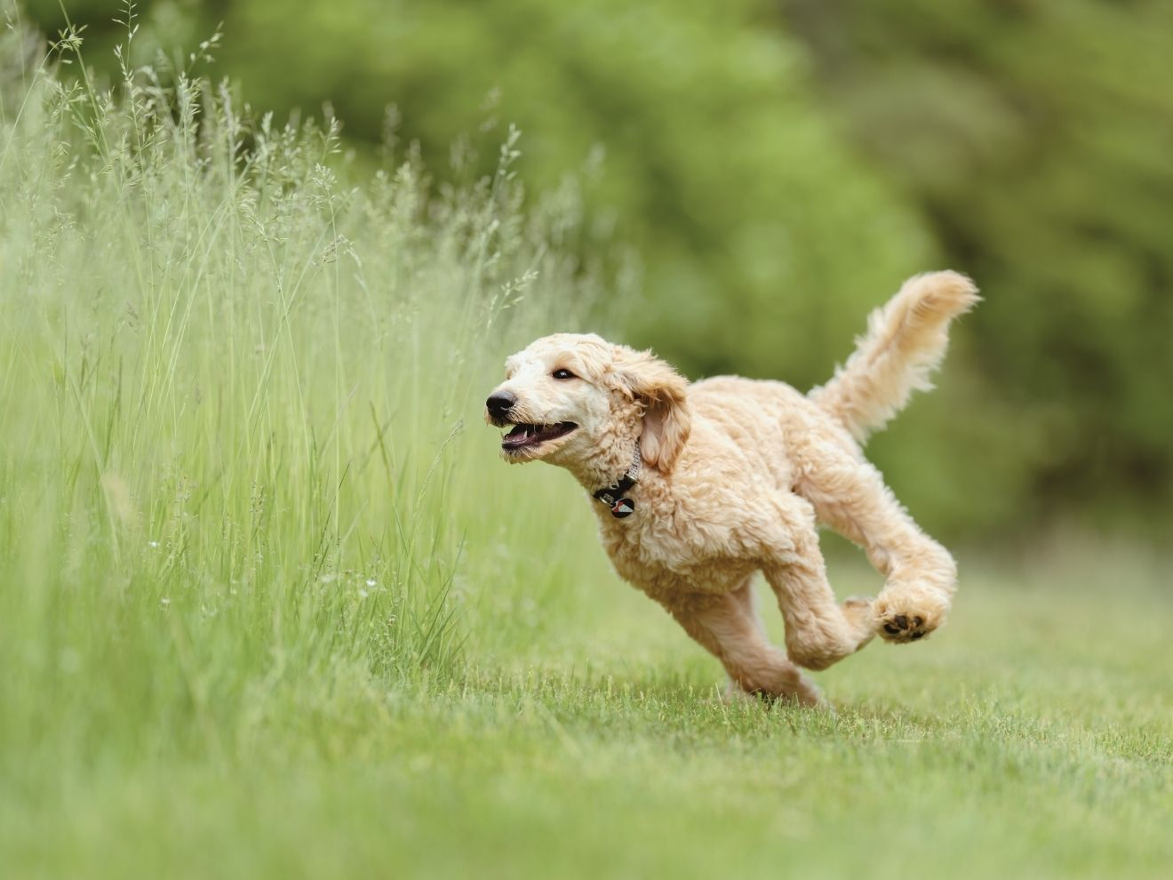 Jak zlepšit přivolání (7) – Automatické chování