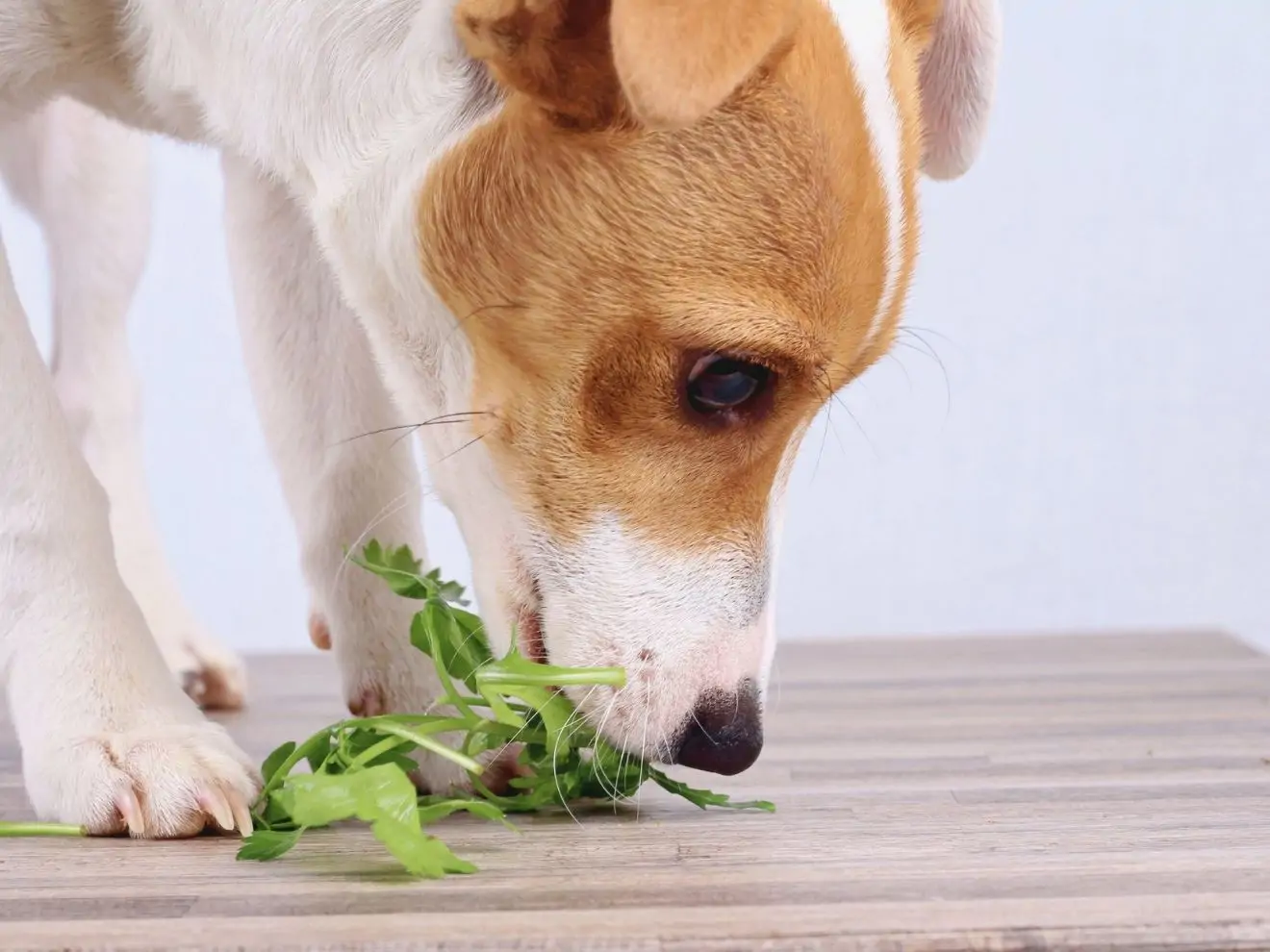 Může být pes vegetariánem?