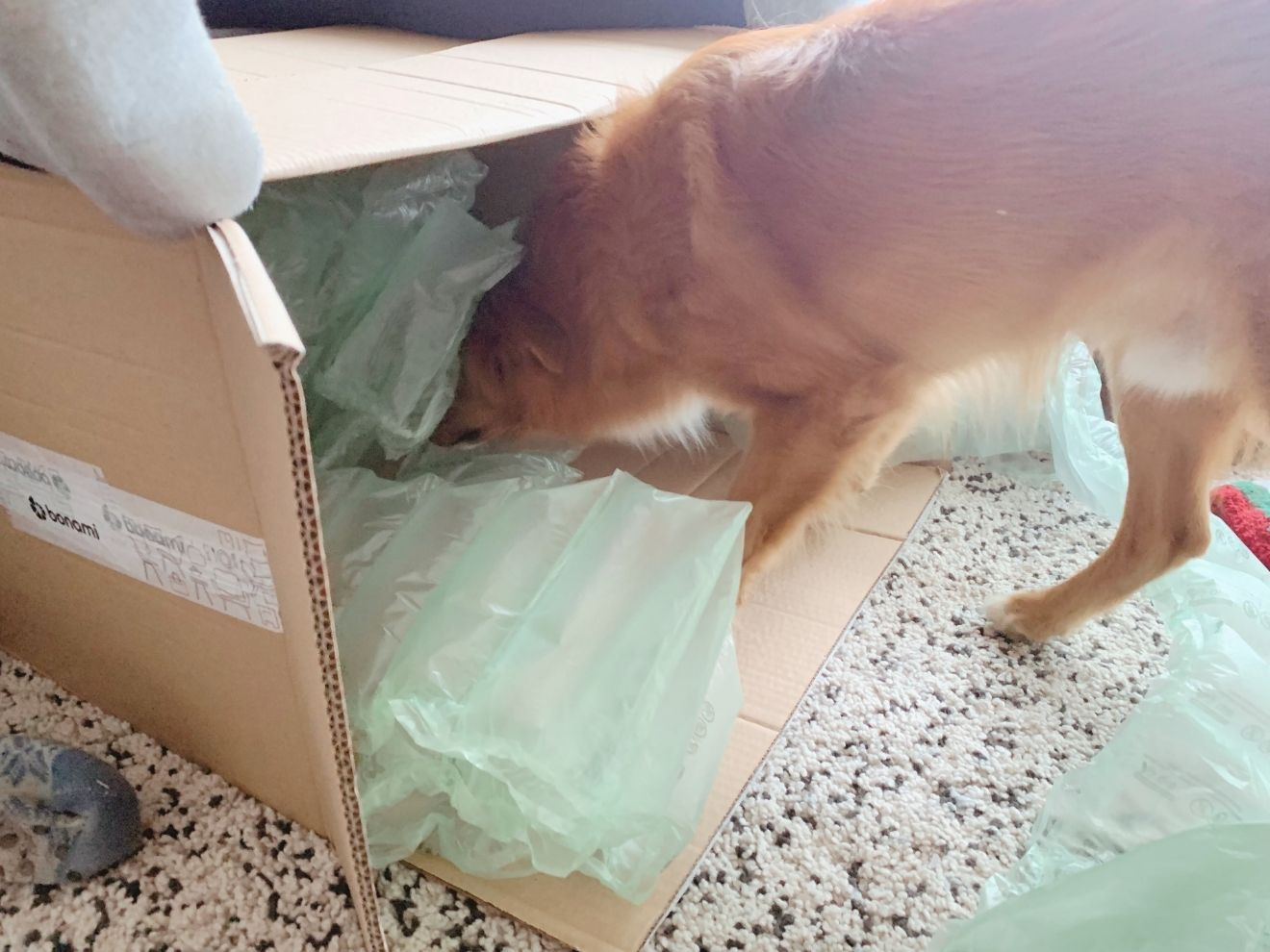 Desenzitizace – Základní koncept (nejen) pozitivního tréninku