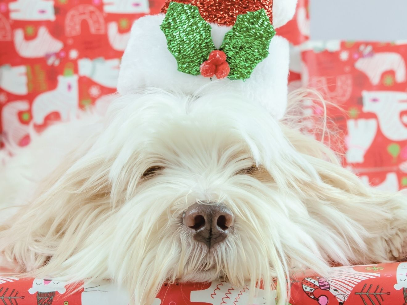 Vánoční zázrak psího čichu: Jak váš pes vnímá svátky nosem