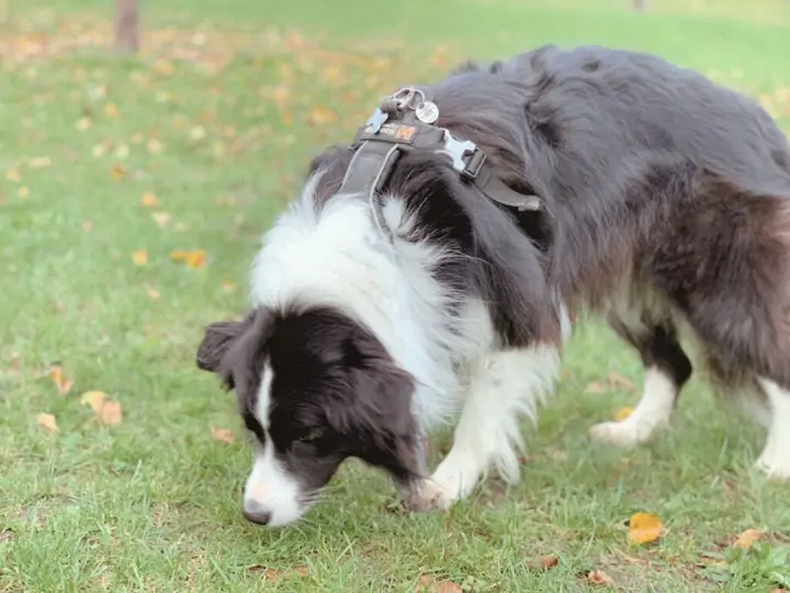 7 čichových aktivit pro psa – kterou zvolit?