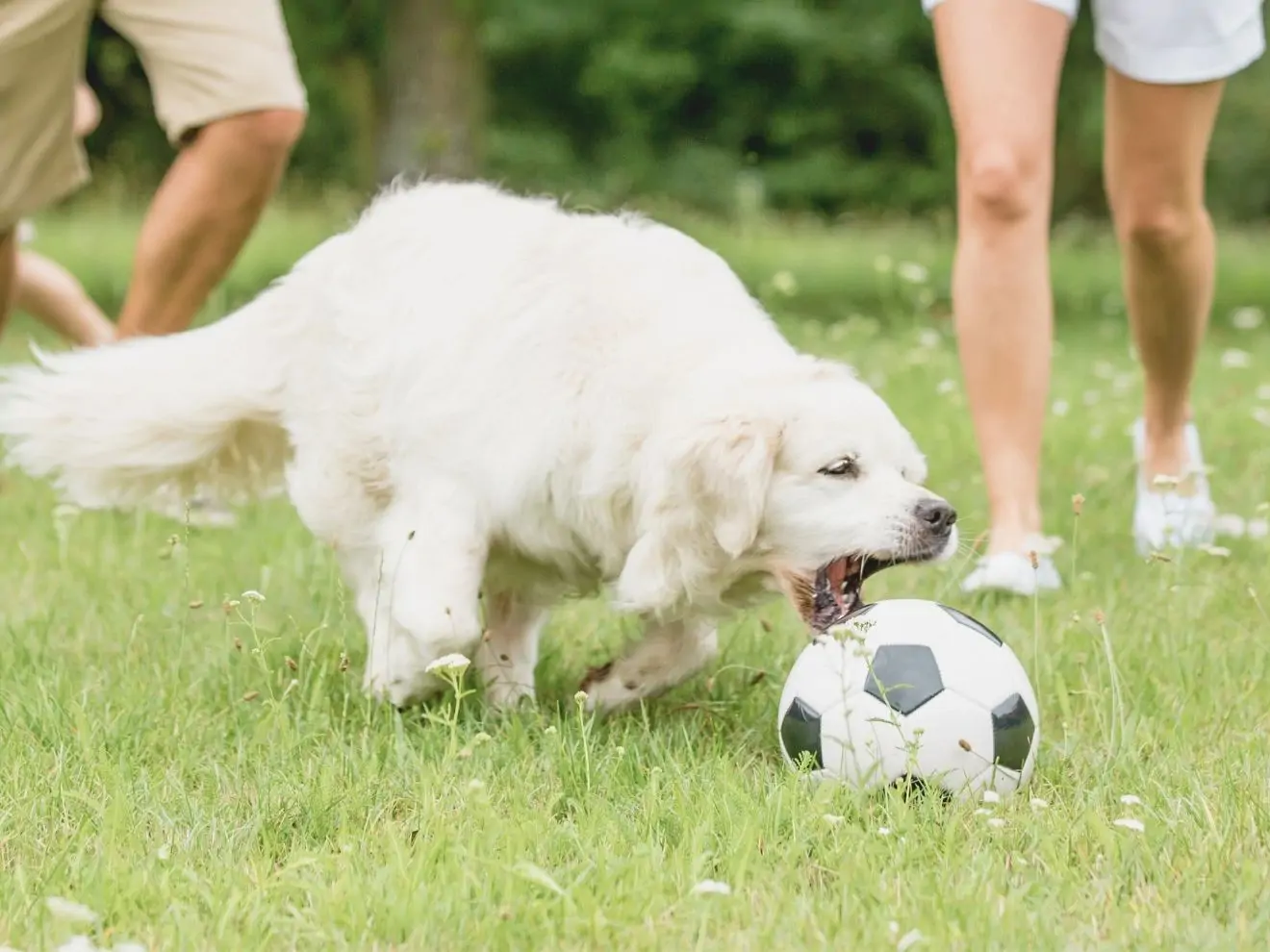 Můj pes se na tréninku chová jinak než doma