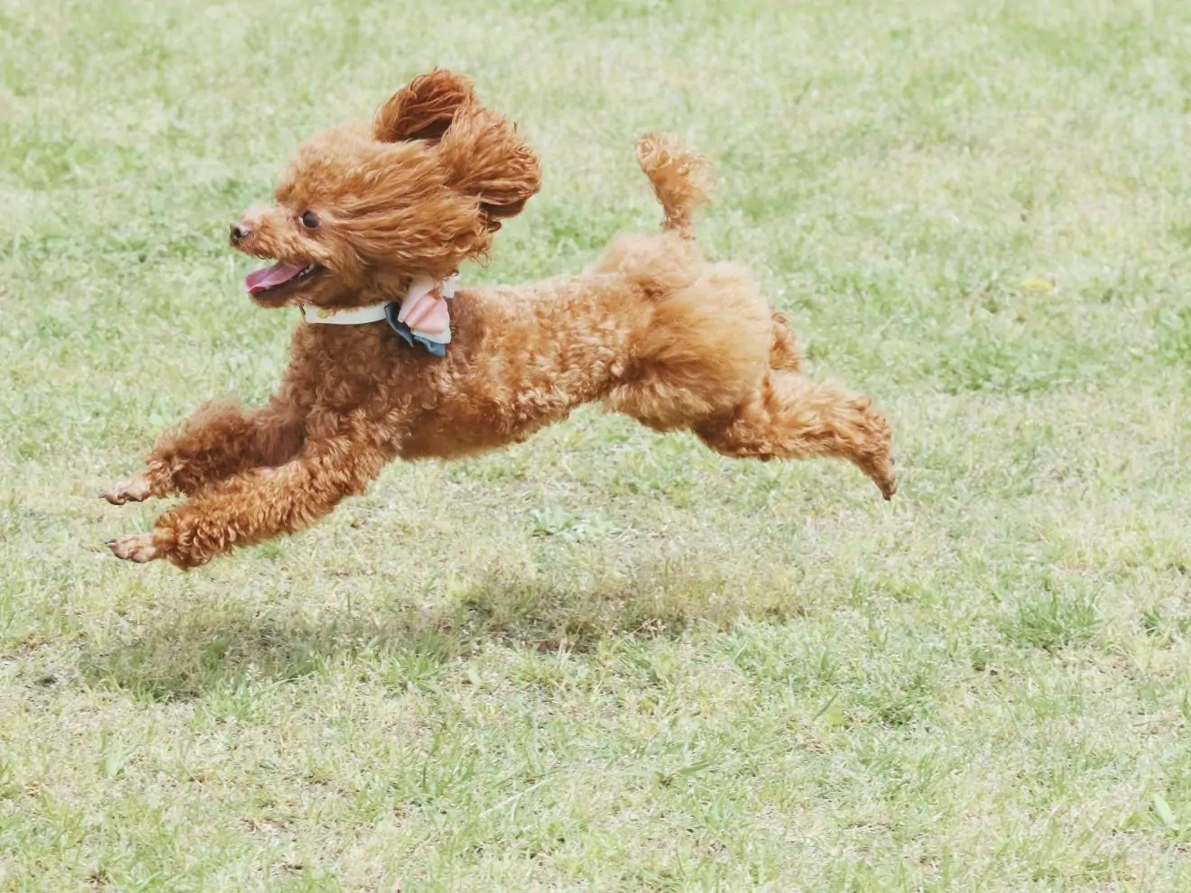 Jak zlepšit přivolání (6) – Sebekontrola