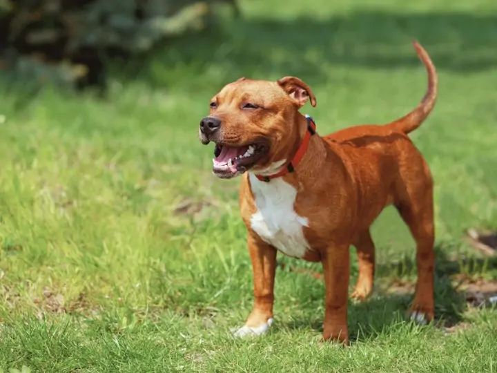 Tohle promyslete, než si pořídíte bull plemeno