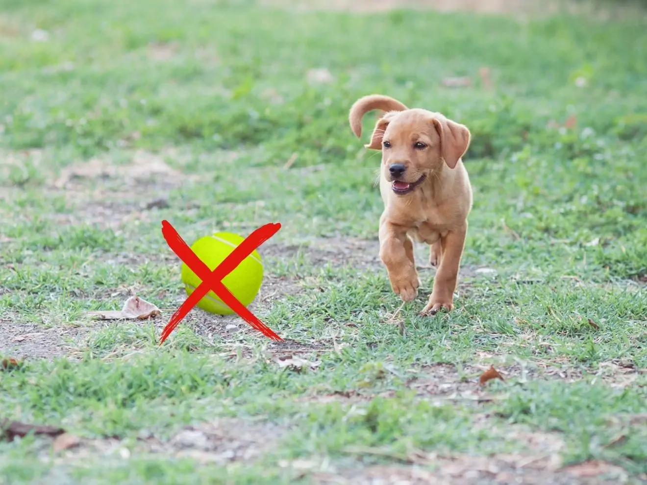 Tipy na náhrady za nekonečné házení míčků
