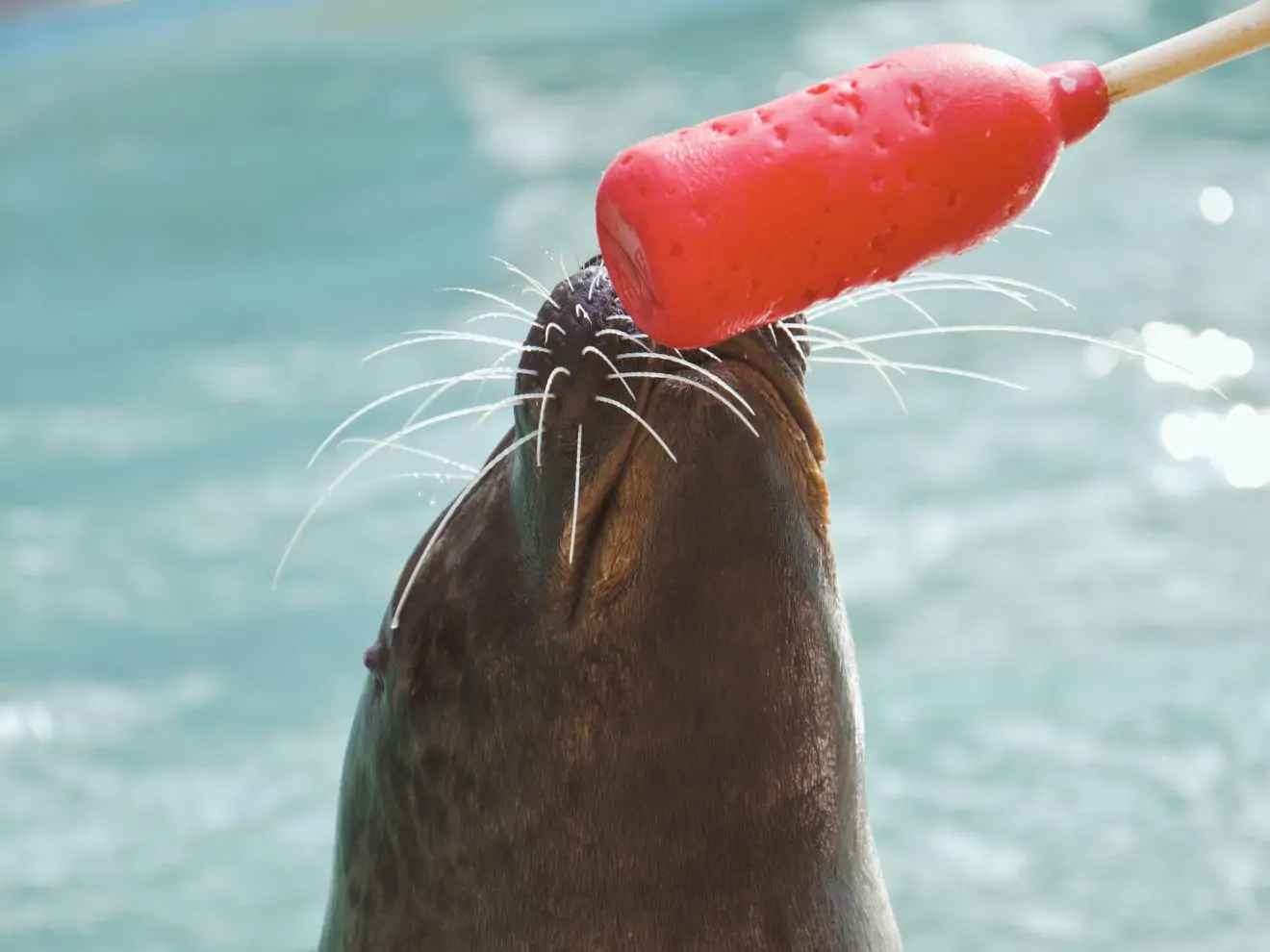 Target jako nástroj pro seznámení s rušivkami