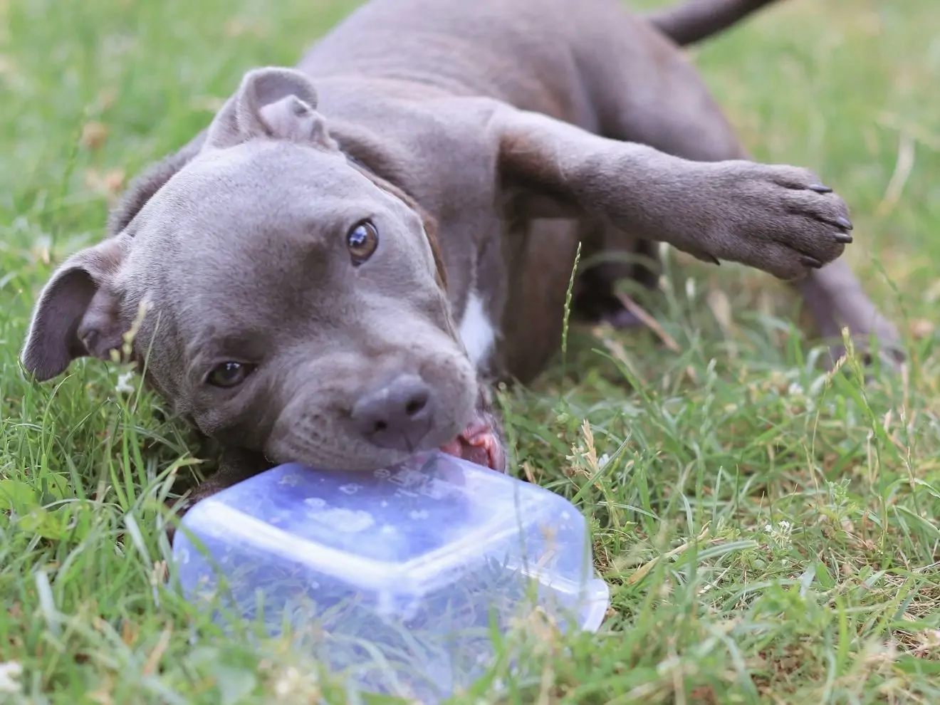 Bull plemena v Česku