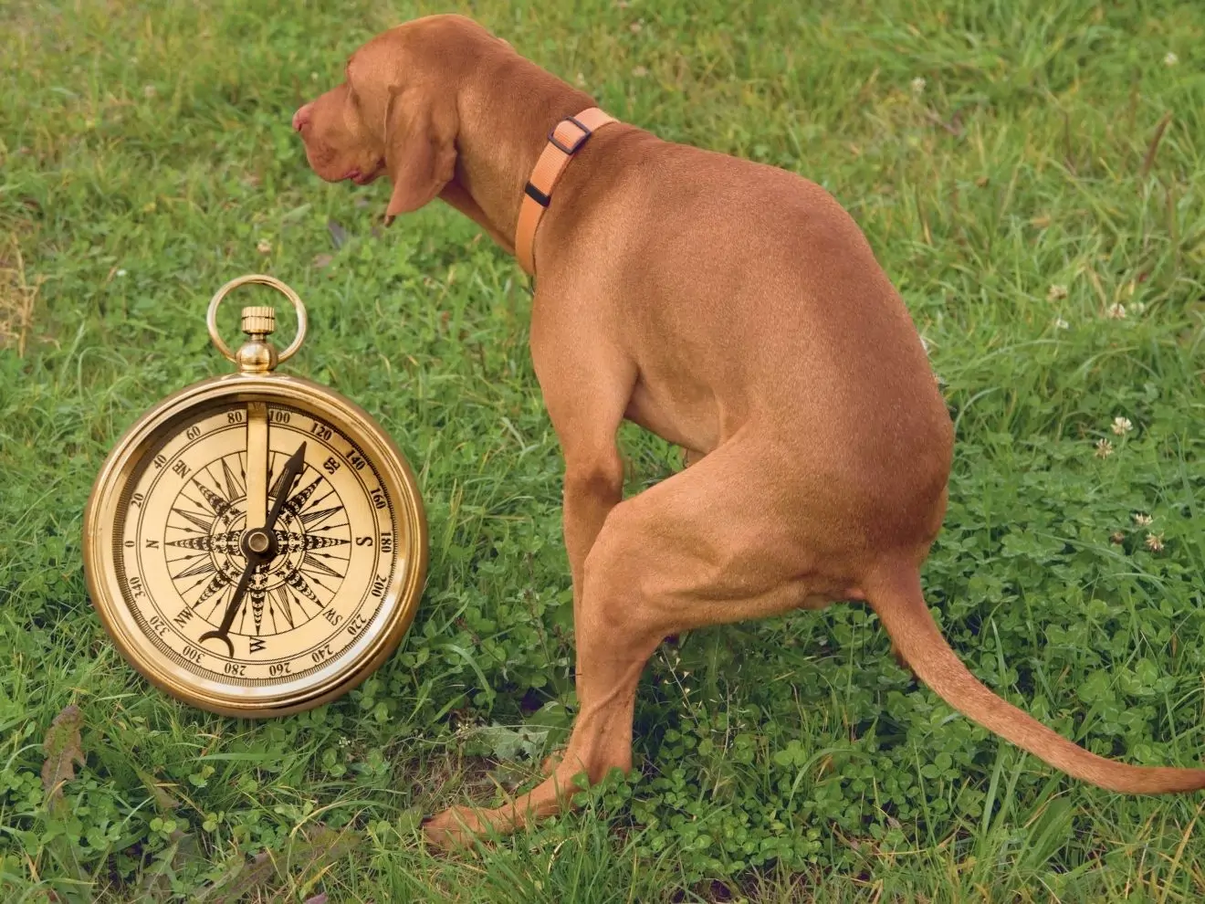 Mají psi svůj vnitřní kompas?