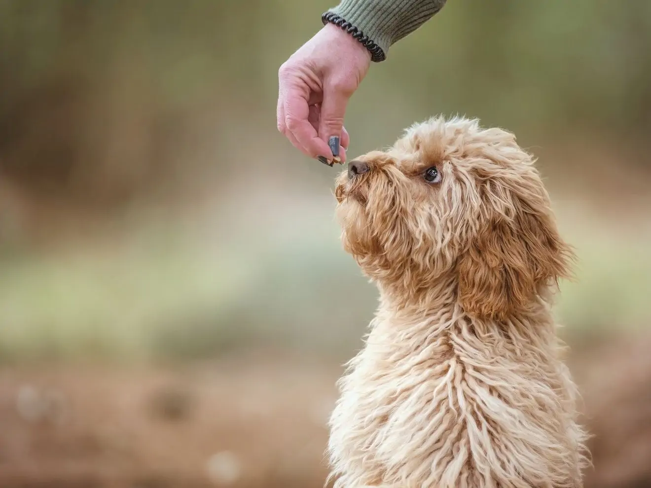 Pamlsky – proč je mít vždycky u sebe?