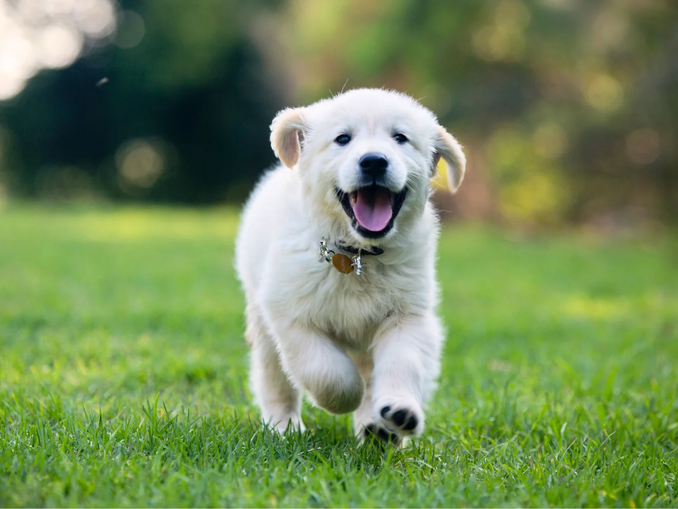 Reakce na jméno – jak ji správně naučit a v čem se často chybuje