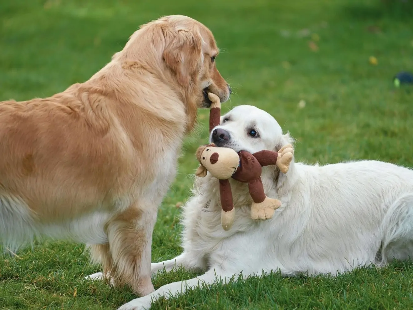 7 tipů jak vybrat psího parťáka svému psovi