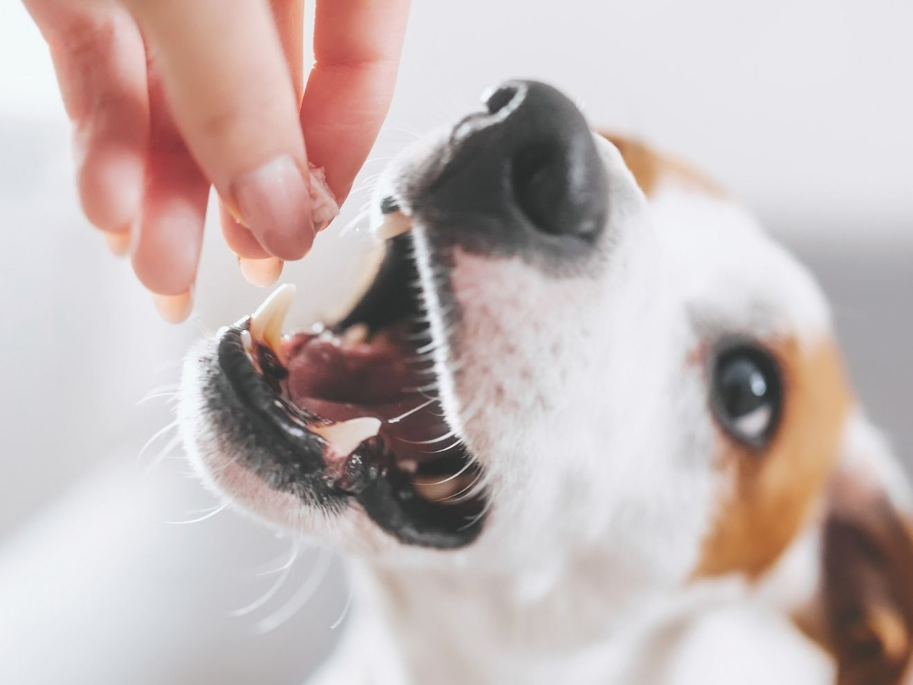 Pes potřebuje častěji slyšet ANO, než NE