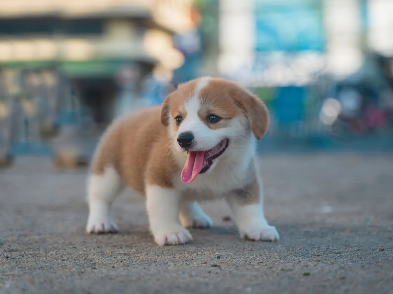 Co pořídit před příchodem štěněte
