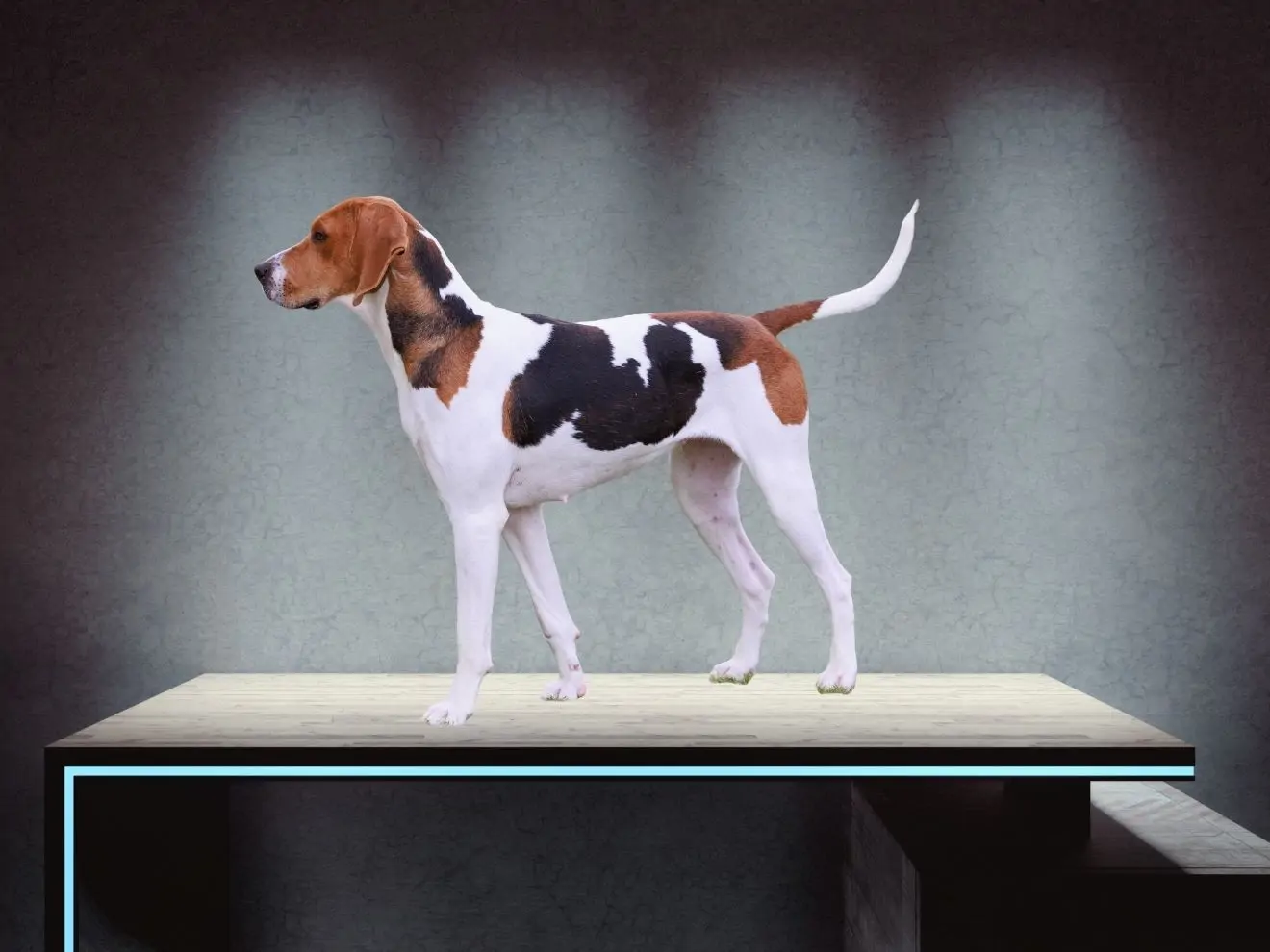 Základní psí dovednost: Platforma