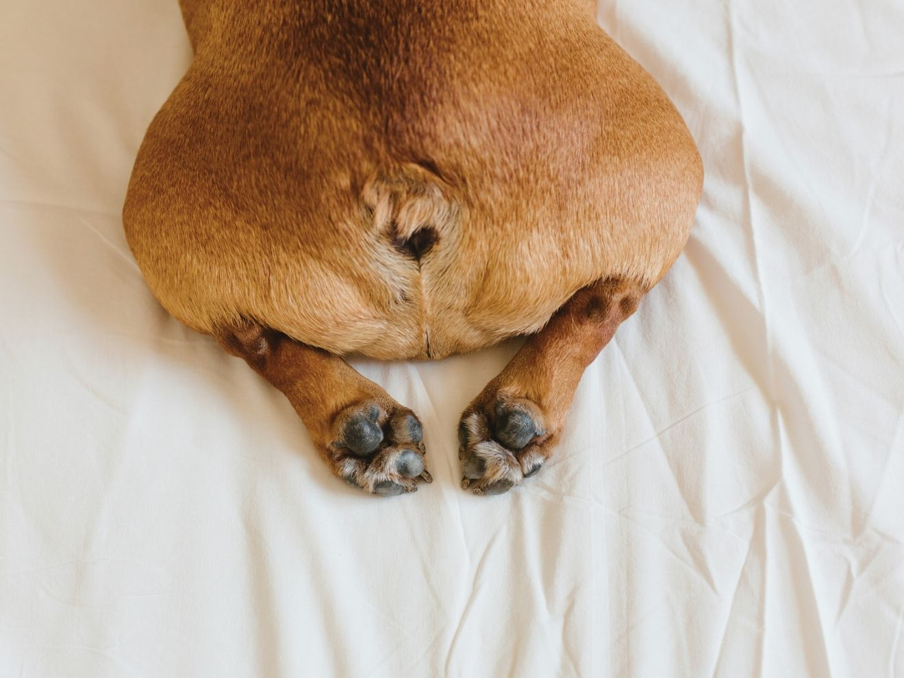 Anální žlázky a jak na ně