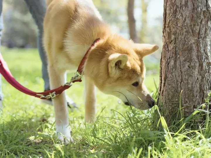 5 tipů na jednoduché čichací hry