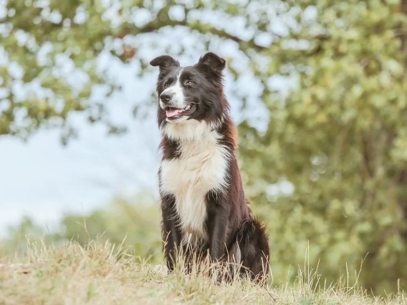 Je to jenom chování, není zlej, ani dominantní