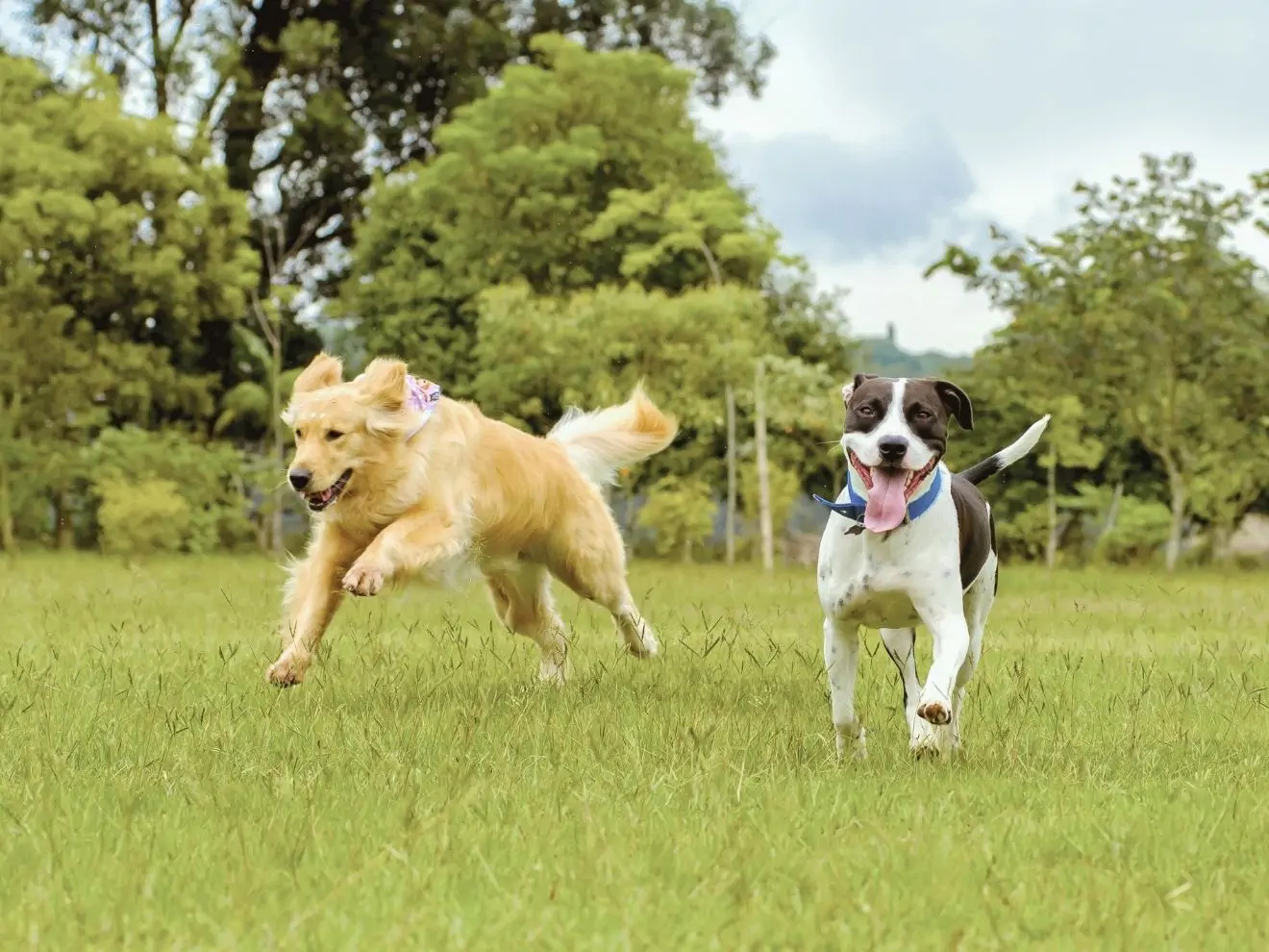 Netradiční způsob, jak se chránit před psy na volno