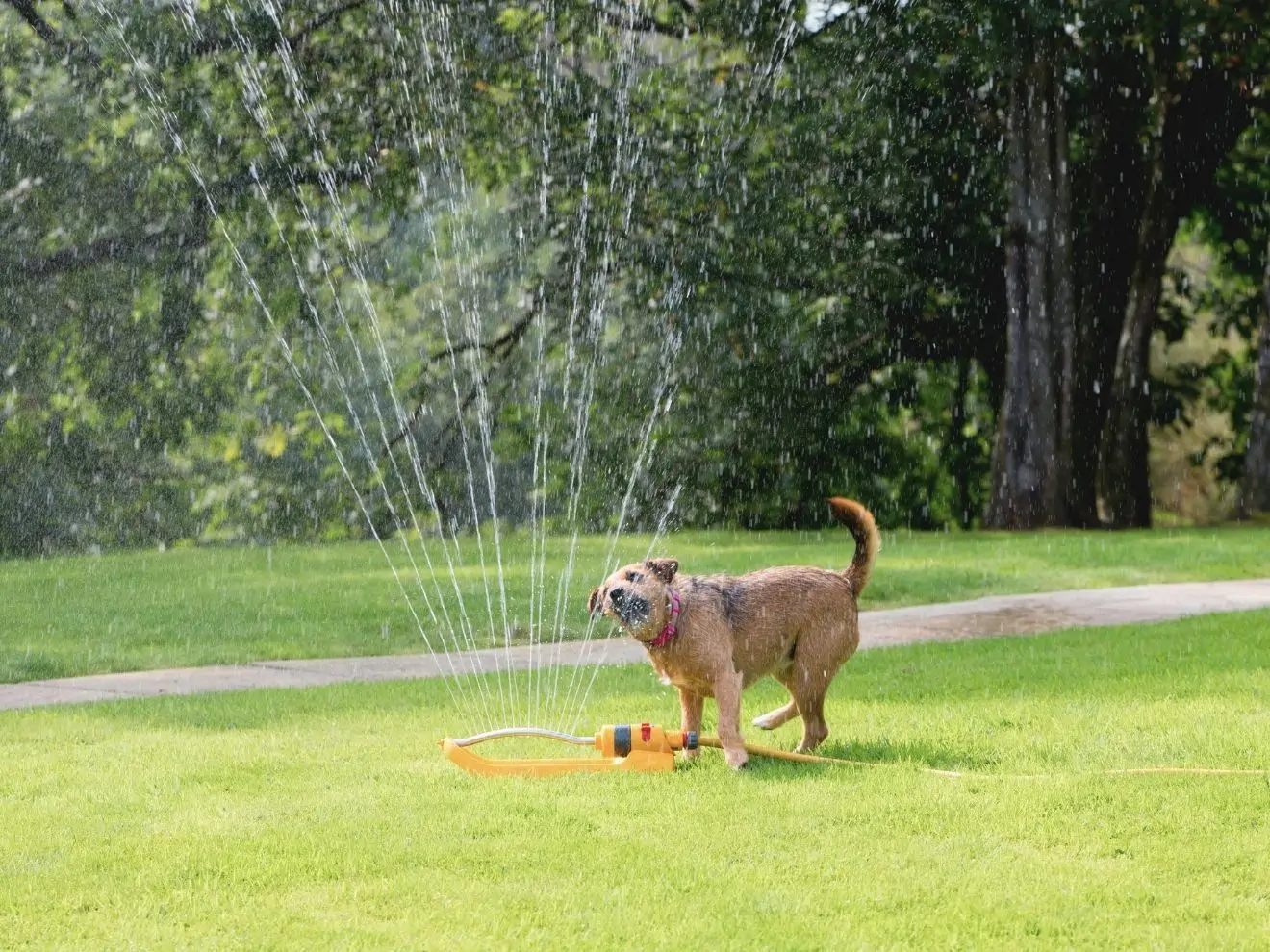 4 způsoby jak v létě zchladit psa