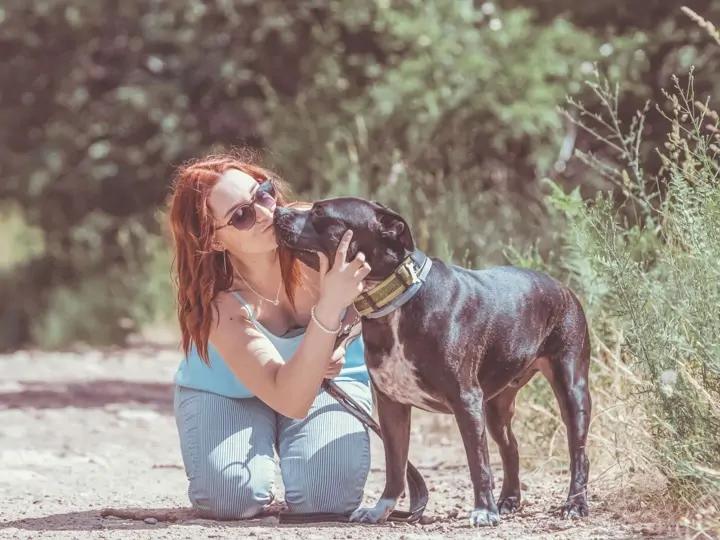 Bull teriéři a vztah k lidem