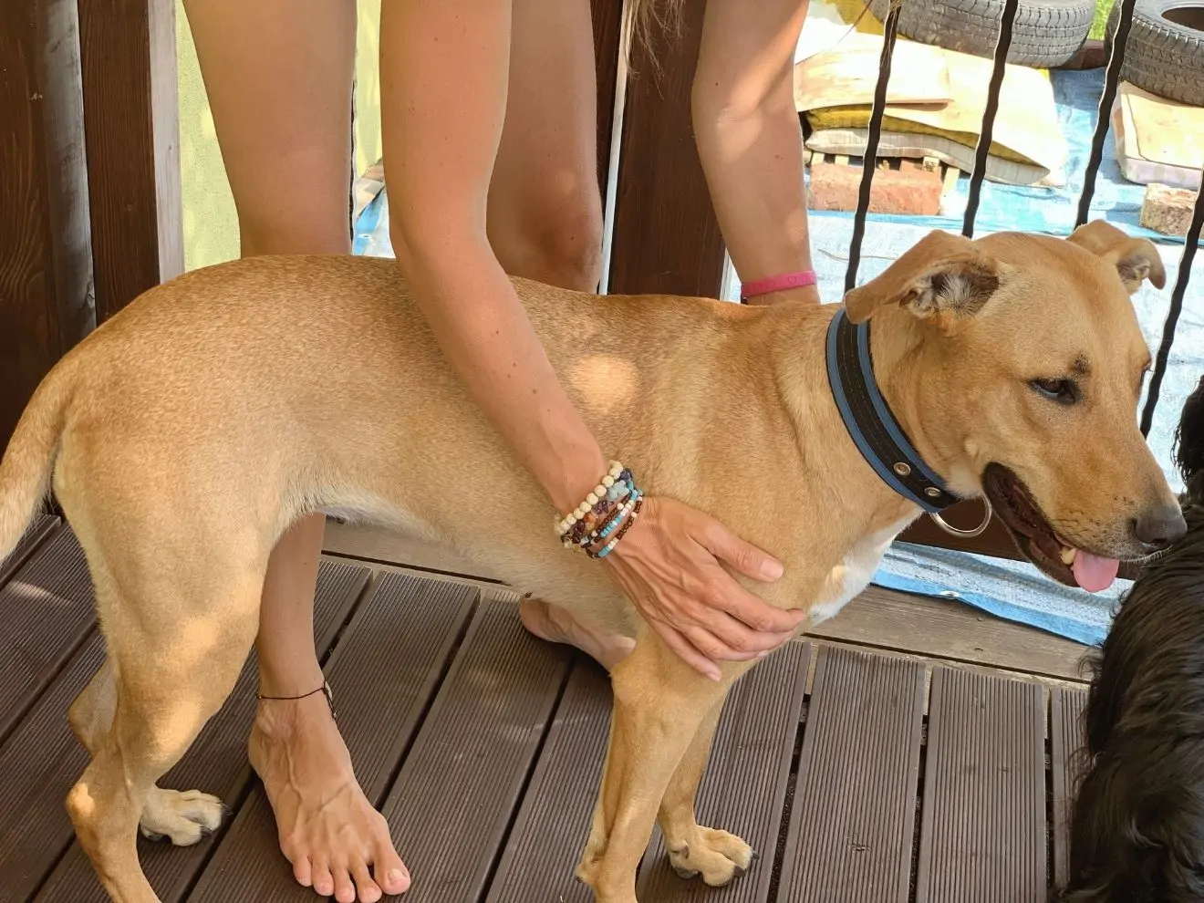 Hlazení jako cvičení