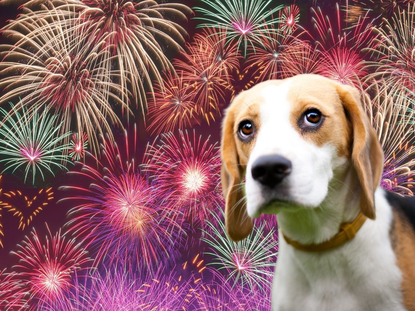 Silvestr - jediný článek, který potřebujete přečíst pro pohodu s vaším psem