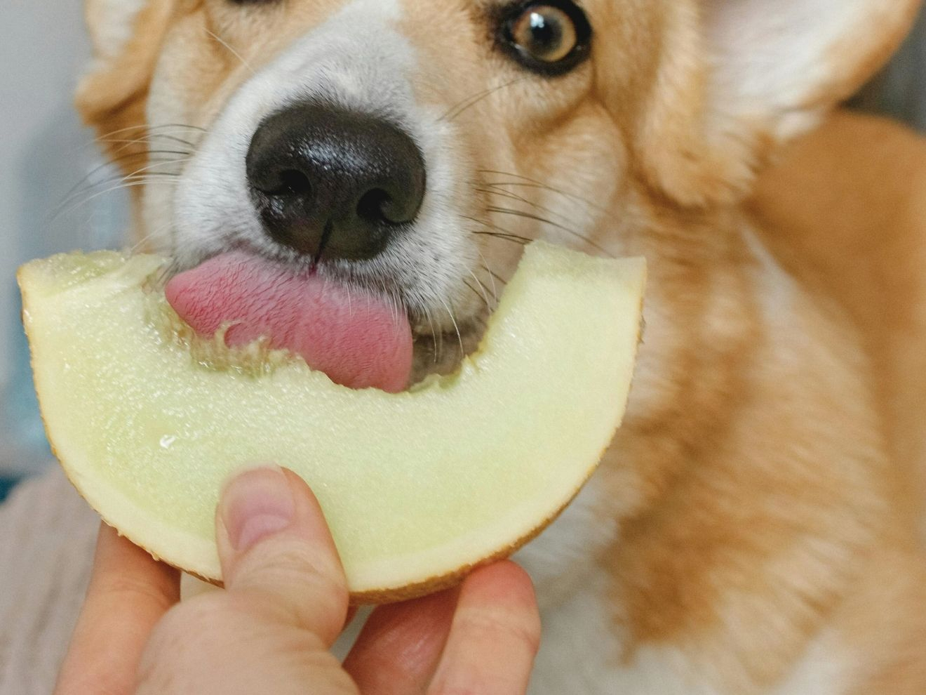 Jaké ovoce může pes?