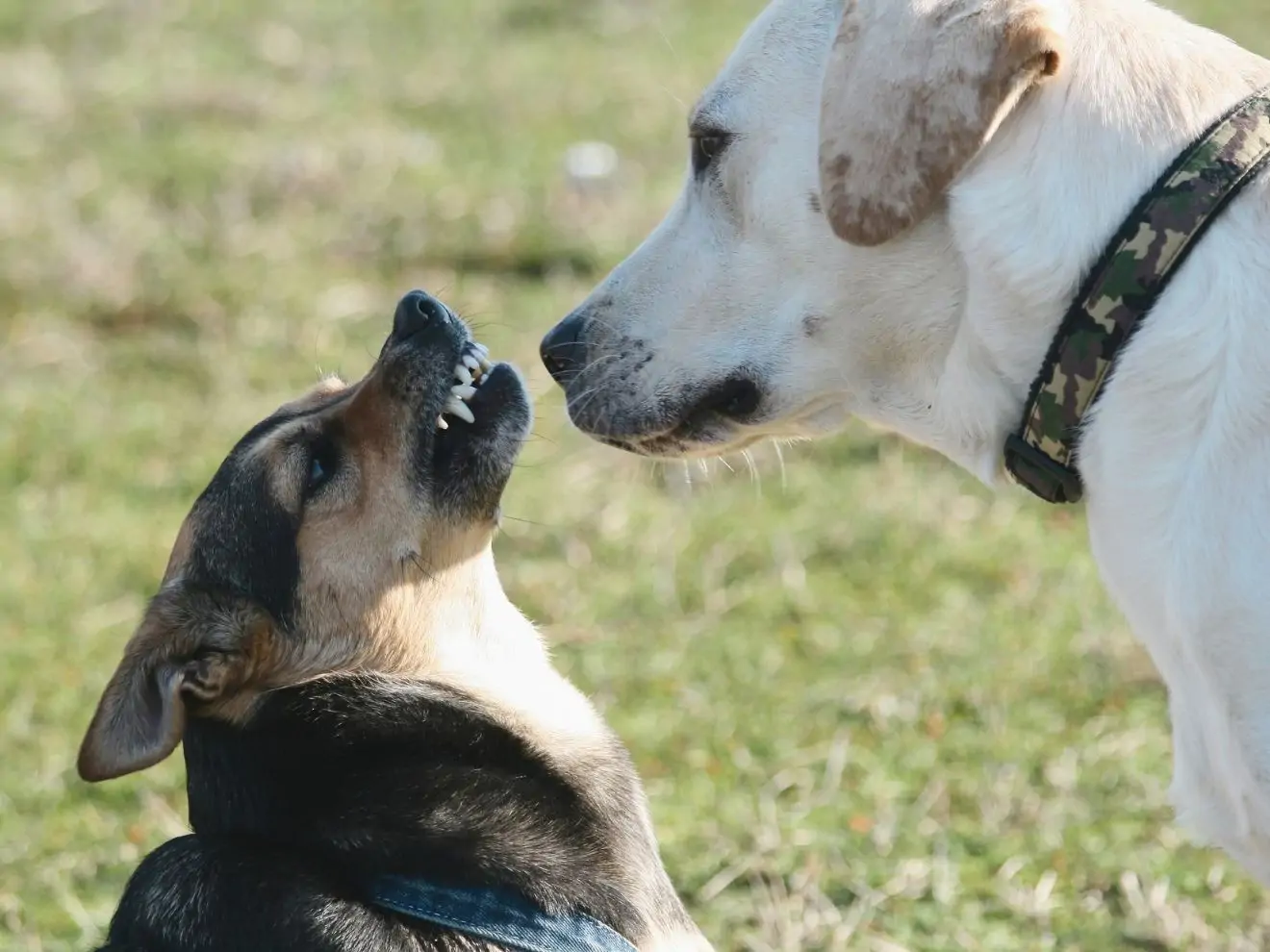 Jak vyřešit agresivitu nebo strach z jiných psů?