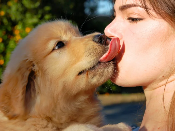 Proč pes olizuje člověka? Projev lásky, nebo něco jiného?