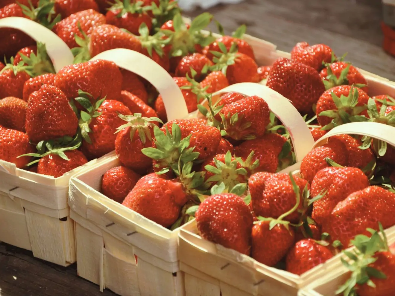 Ovoce českých sadů – které pes může a které by neměl