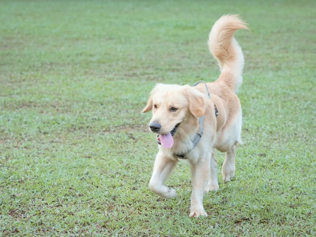 Jak zlepšit přivolání (9) – Faktory ovlivňující přivolání