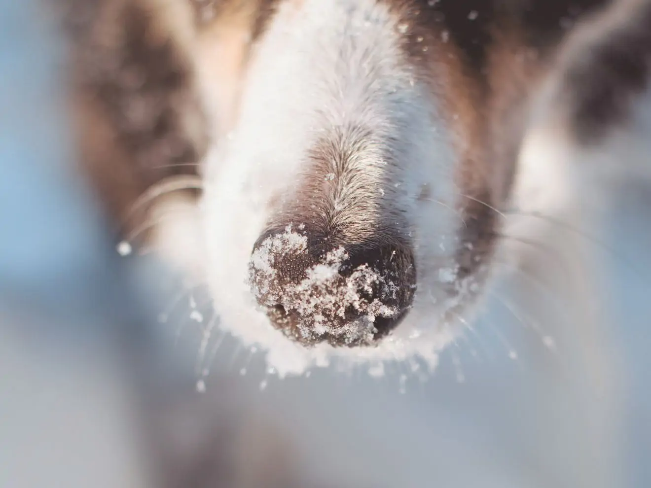 Psí nos a zima: Jak mrazivé počasí ovlivňuje čich a pachové podmínky