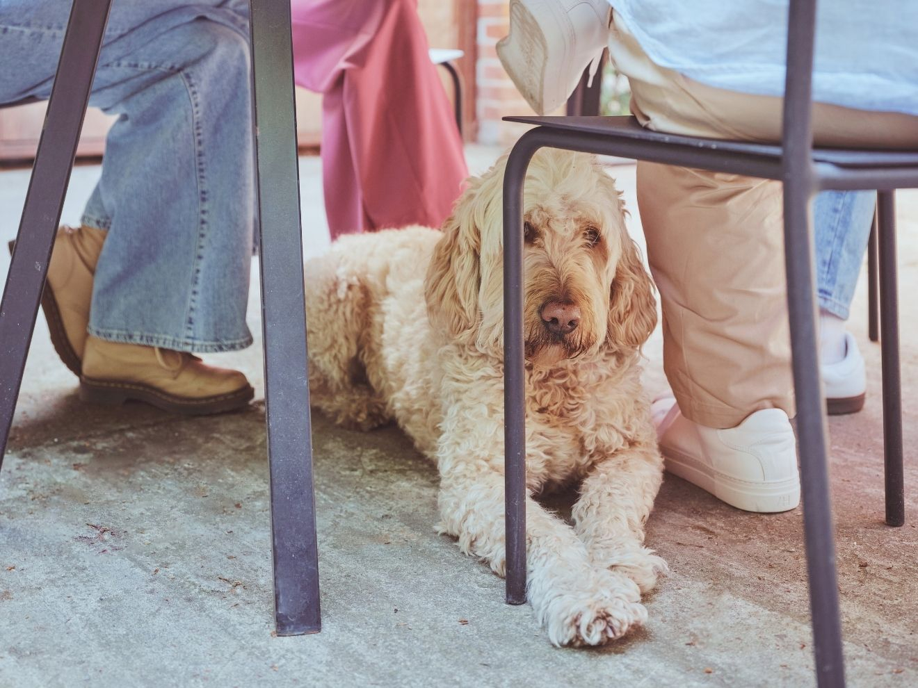 I pes má právo na osobní prostor