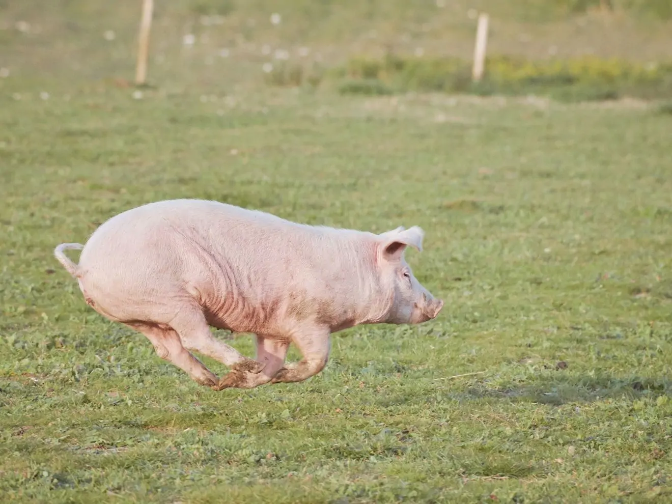 Přivolání – jak se inspirovat v tréninku prasátka?